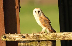 Barn Owl