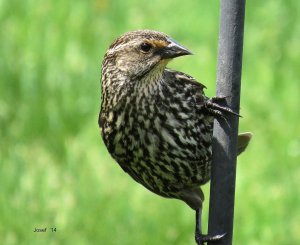 Red-winged Blackbird