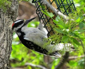 Hairy Woodpecker