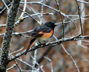 Am. Redstart