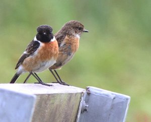 Stonechats