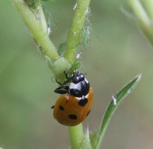7- Spot Ladybird