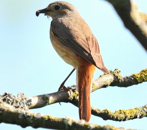 Redstart female