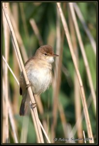 Reed Warbler