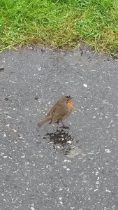 Robin At Loch Eynort