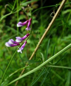 A First for West Kent Fine - Leaf Vetch