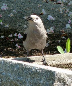 Clark's Nutcracker