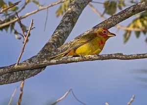 Summer Tanager (first spring male)