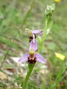 1st Bee Orchid of 2014