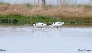 Avocets from a distance