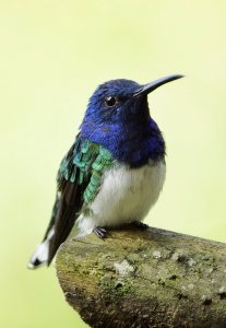 White-necked Jacobin