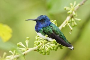 Another White-necked Jacobin