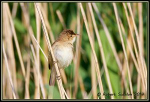 Reed Warbler