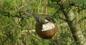 Great Tit