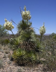 Thompson's Yucca