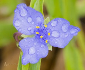 Little blue flower