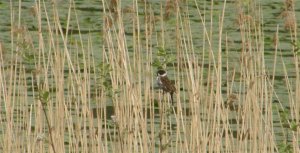 Reed Bunting