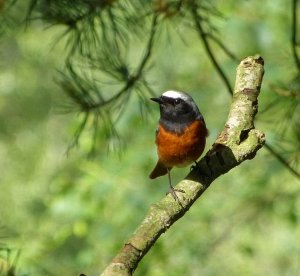 redstart-male