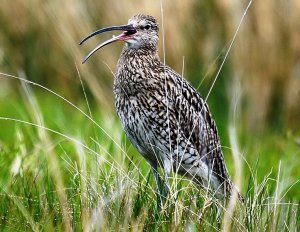 Curlew