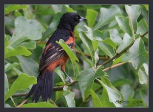 Orchard Oriole