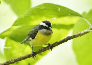 Bananaquit