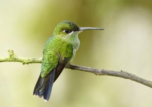 Green-crowned Brilliant