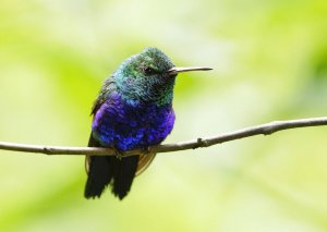 Green-crowned Woodnymph