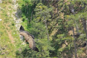 Peregrine Attack