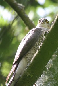 Sparrowhawk