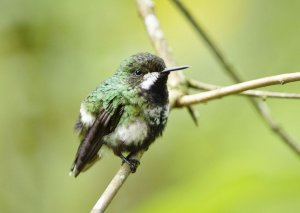 Green Thorntail