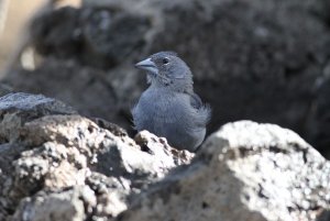 Blue Chaffinch