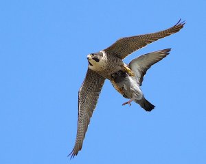 Peregrine