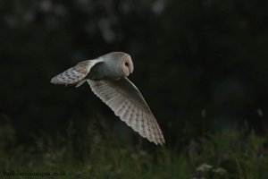 Barn Owl