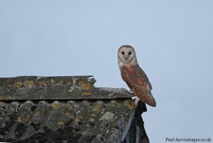 Barn Owl