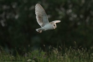 Barn Owl