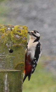 Great Spotted Woodpecker