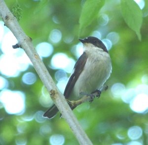 pied flycatcher-male