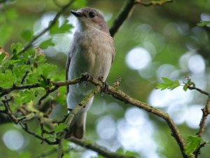 pied flycatcher-female