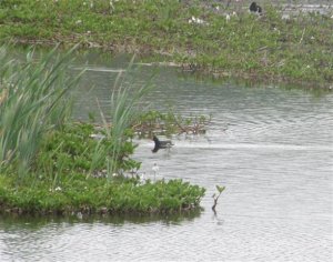 Moorhen