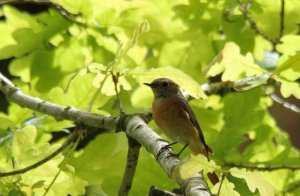 Redstart (female)