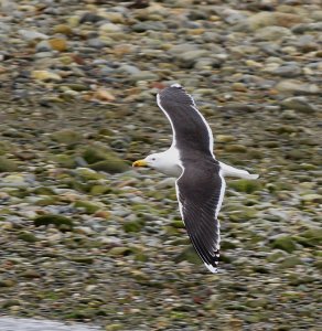 Great Black-backed Gull