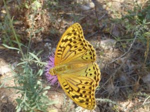 Cardinal Fritillary