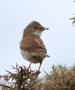 Whitethroat