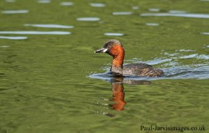 Little Grebe