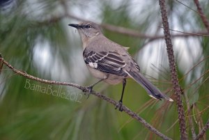 Northern Mocking Bird  Tattnall County Georgia