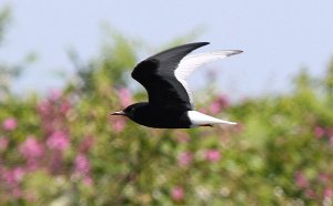 White-winged Black Tern