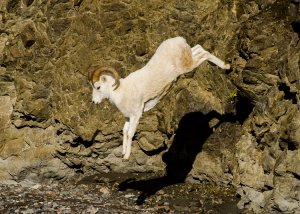 Dall Sheep