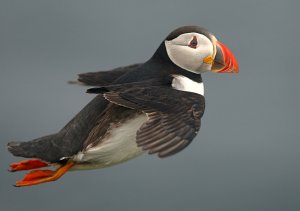 Puffin