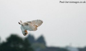 Barn Owl