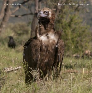 Eurasian Black Vulture (Aegypius monachus)